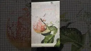Есть, что показать! #Ночка #яблоко #вышивка #хобби #вышитыекартины #stitching