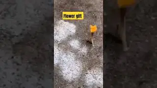 SPIDER DATE TONIGHT REGIFTED FLOWER 🤥😂