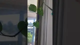 Make your money plant bushy