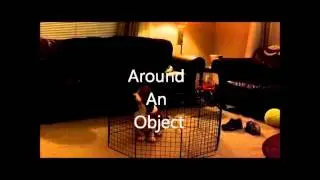Basset Hound Tricks - Barkley The Basset - First Training Session EVER!