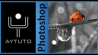 Imagen en blanco y negro excepto un color con PHOTOSHOP