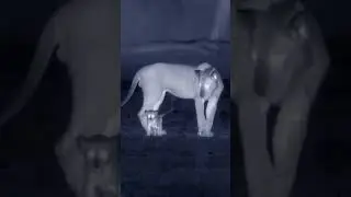 Lost Lion Cub Seeks Protection from Nearby Lions...