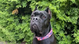 Шло 59 августа🤣🤣🤣, только к концу лета зашли в воду#canecorsoitaliano #canecorso #троя #dog