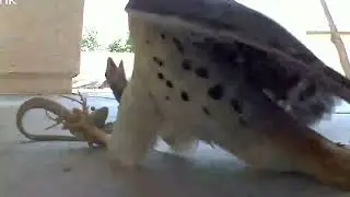 Jaw-Dropping Hawk Attack! Incredible Predator vs Prey Encounter