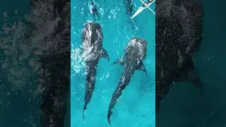 Guide to Whale Shark Watching in Oslob, Cebu
