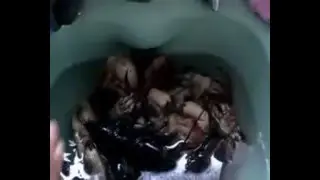 Lobster hunting in North sea. Snorkeling