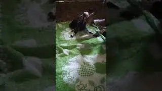 новорожденный козлик !!!