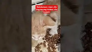 kakatuwa nman sila pakainin 😊😹😻