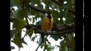 Кавто килейть