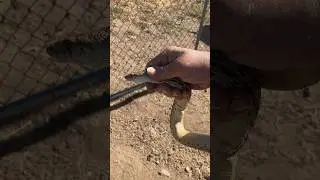 Rescuing a Gopher Snake From Bird Netting