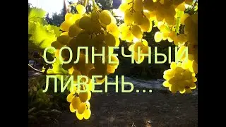Виноград БЕЛАЯ НАДЕЖДА - Всерьез и Надолго !!!