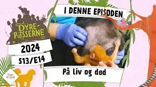På liv og død | Dyrepasserne 2024
