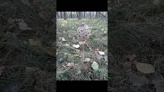 Уходящая осень 2023