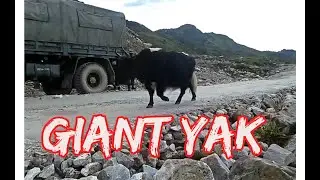 Giant Yak passing through Army Convoy in Himalaya