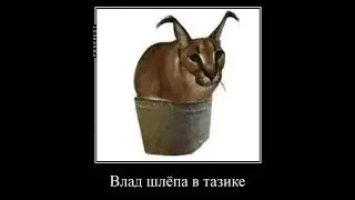 какой ты шлёпа по имени #пельмени #шлепа#шлепатикток #шлёпапельмень #шлёпатоп#ктотыпоимени#60000 #60
