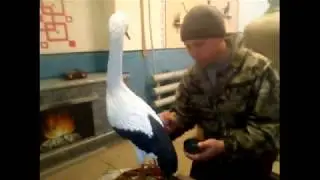 Аист из пены