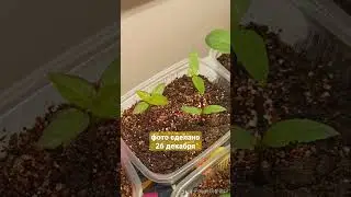 Когда посеять перец на рассаду. Наглядный пример.