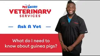 Caring For Guinea Pigs | PetSmart Veterinary Services