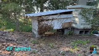 Swarm moved in to empty hive