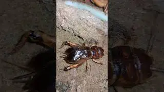 Crickets diligently dig burrows 🥰🥰 | Tropical Forest Bees