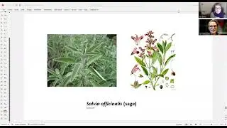 Salvia officinalis (sage)