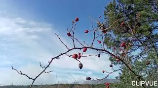 Родина моя