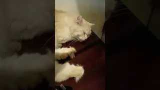 ANG BAIT NG PUSANG TO#trending