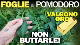 MACERATO di FOGLIE di POMODORO | FERTILIZZANTE e ANTIPARASSITARIO
