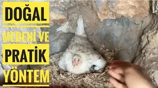 Gurk tavuk yatmaktan nasıl vazgeçirilir?