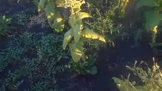 Табак ( КУРИТ ))