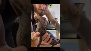 CUTE crocodile saved by Humble Man 🤩