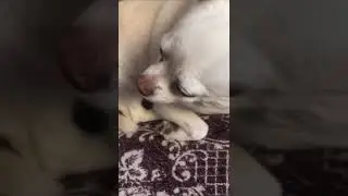 А нос то …в шоколаде!
