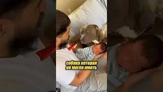 The dog just wanted a puppy 🥺🐶