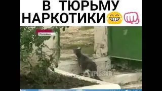 Кот наркокурьер