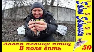 Ловля певчих птиц - В поле ёпть . щеглы,  репел, зеленушки, чижи,