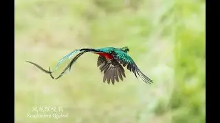 Flying Resplendent Quetzal 2