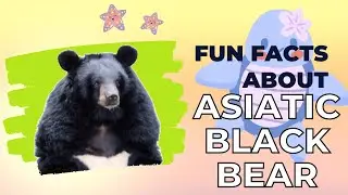 Animal Facts: Asiatic Black Bear