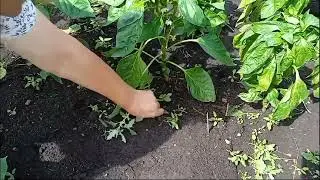 как ухаживать и чем подкормить перец в июле/ какие сорта выращиваю