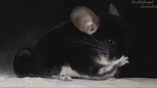 Chinchilla dust bath!❤ Купание шиншилл в песке