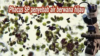 Phacus SP penyebab air berwarna hijau