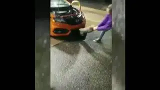 Raccoon Adventure