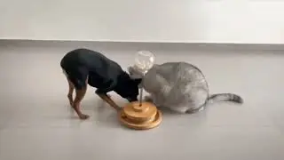 The dog that robbed the food#animals #dog #cat