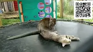 Смешные коты и другие животные! Самые смешные животные в видео! Приколы с животными