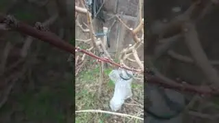 Не спешите с обработкой деревьев!