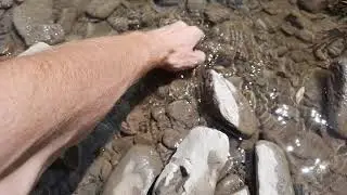 Рибець на р. Сукіль.