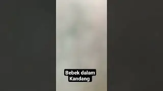 Bebek dalam Kandang