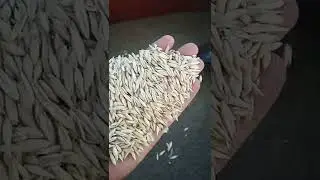Комбайн Нива. Чистый звук СМД-22