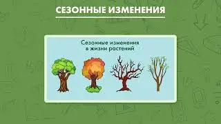 Растительные сообщества. Видовой состав растительных сообществ