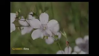 SZABBER films Nr; 2