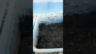 Всходы лука семенами 🧅🌱💞 
